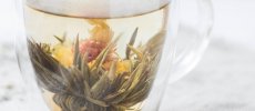 Phytopreparations